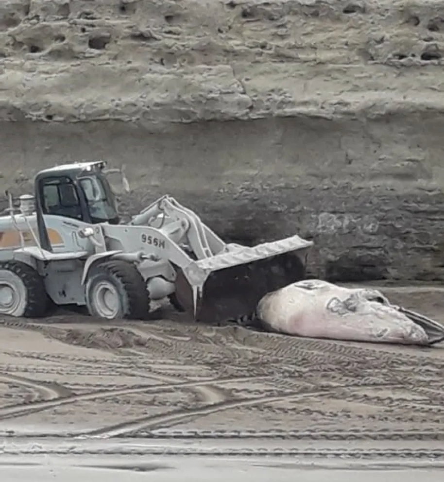 Finalmente a la ballena la sacaron con un camión