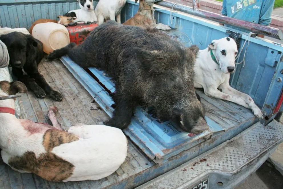 Sin permiso provincial, igualmente se caza jabalí en la región