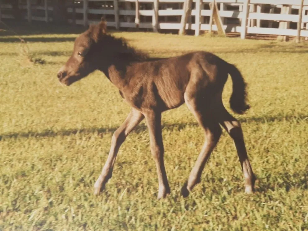 Un hombre está desesperado porque le robaron 20 ponis