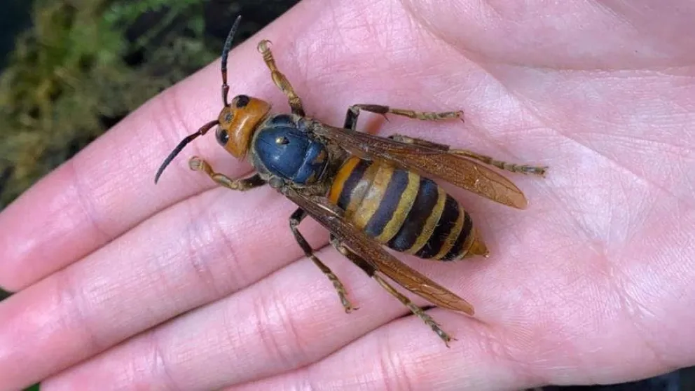 Descubren y destruyen el primer nido de avispa asiática gigante en EE.UU.