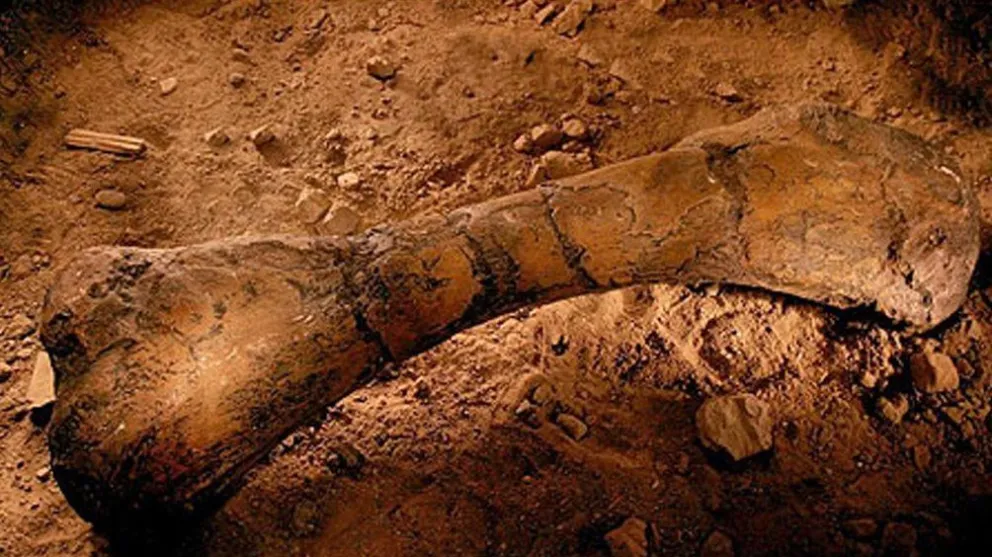 Descubren fósiles de dinosaurios de más de 70 millones de años en La Rioja