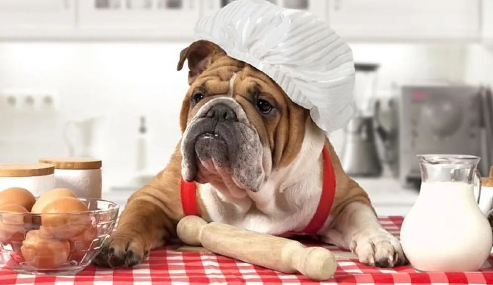 Comida casera o alimento balanceado: ¿Qué es lo mejor para tu mascota?