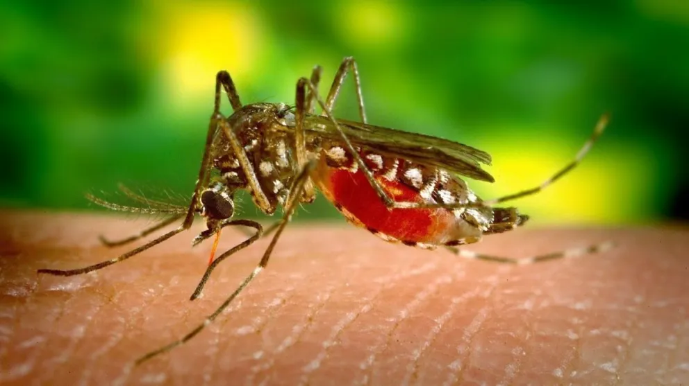 Salud trabaja en una campaña nacional para controlar el dengue
