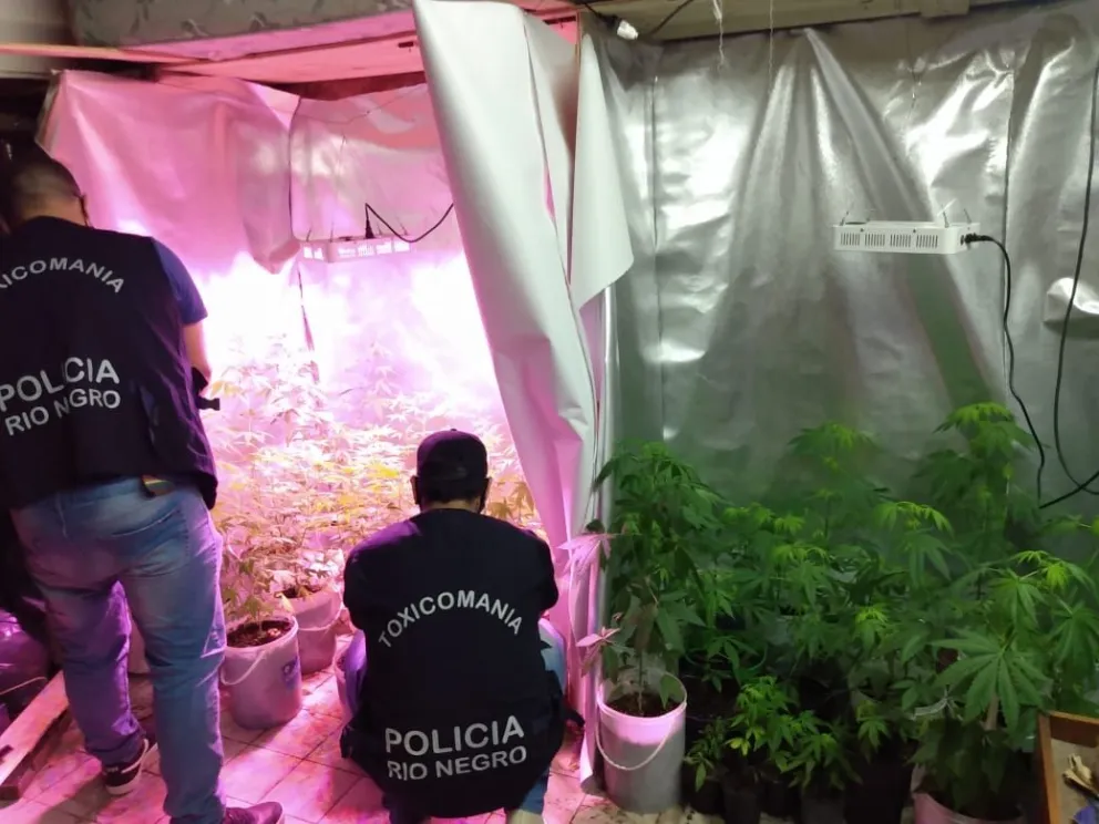 Secuestraron más de 40 plantas de marihuana en el barrio Lavalle