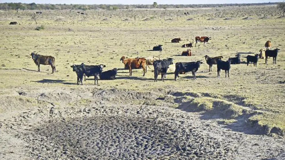 Declaran la emergencia agropecuaria en Córdoba, Corrientes y Chaco