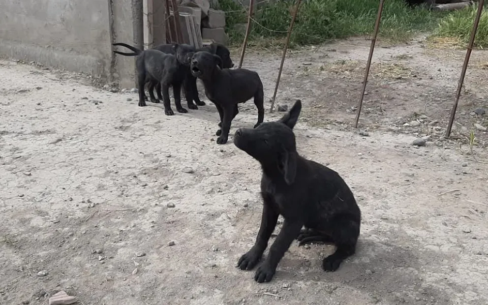 Presentaron un proyecto para bajar la sobrepoblación de perros callejeros