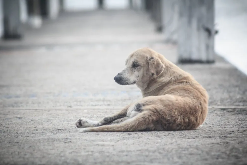 Le disparó al perro de una vecina y afrontará una causa penal