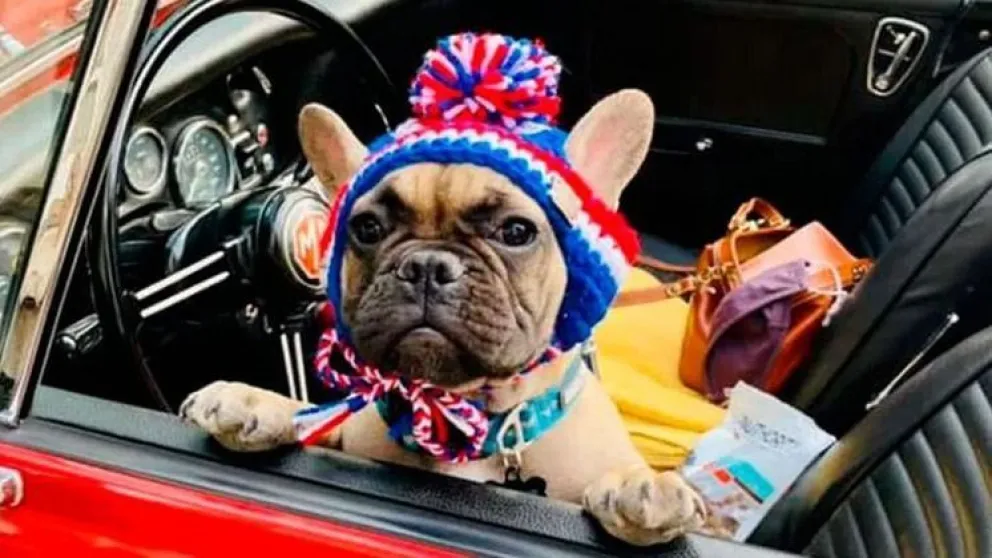 Eligieron a un perro como alcalde en un pequeño condado de EE.UU.
