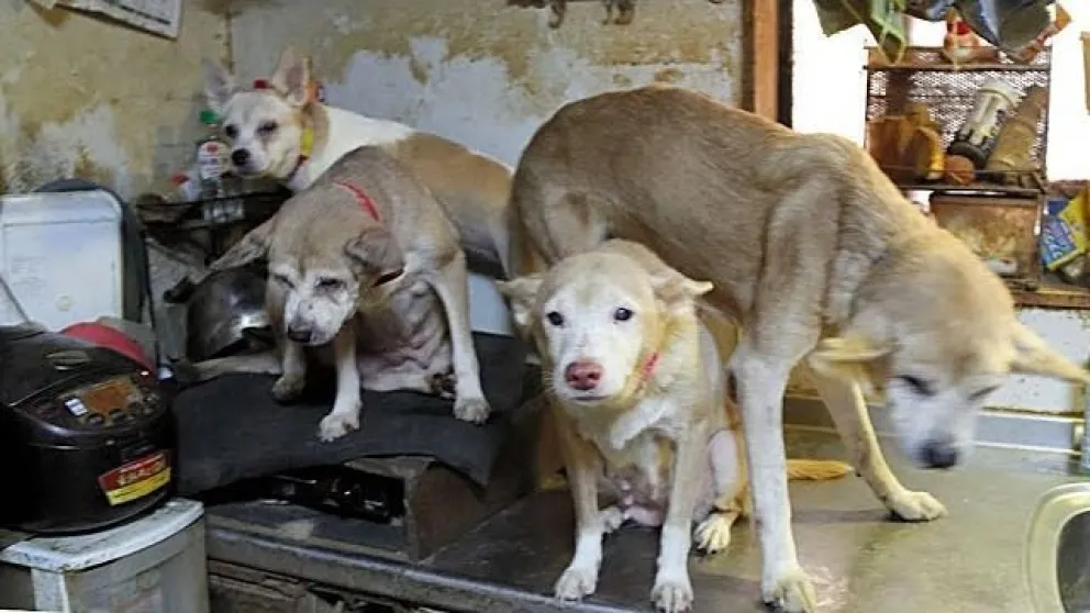 Japón: rescataron a 164 perros que vivían encerrados y hacinados en una casa de 30 metros