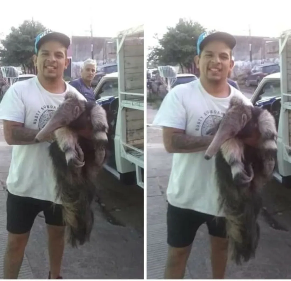 Insólito: tenía un oso hormiguero en su casa y lo vendía por las redes sociales