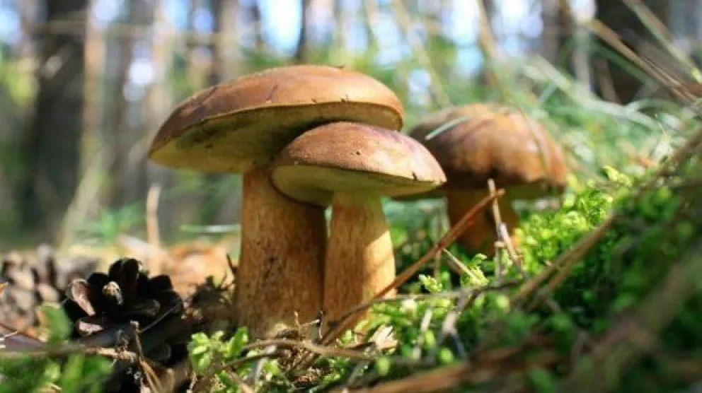 "Patagonia Fungi App": una aplicación para saber cuáles hongos son comestibles