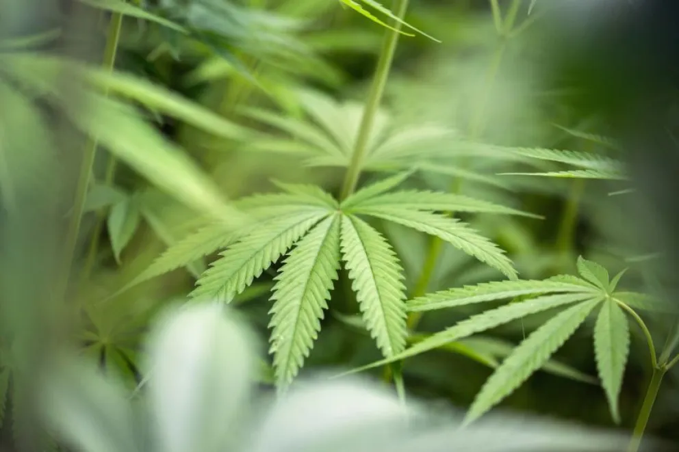 Avanza el proyecto de producción de cannabis medicinal en Río Negro