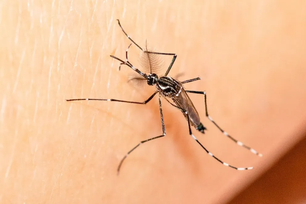 Prevención, control y contención: ejes de la Campaña contra el Dengue