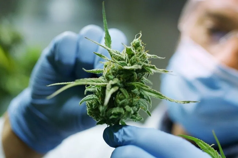 Cannabis medicinal: Río Negro puede ser pionera en la producción pública