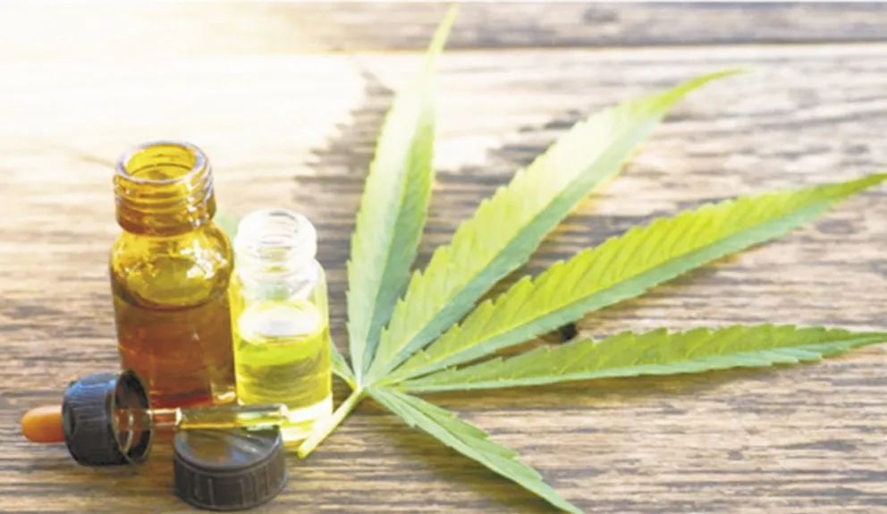 Canut sobre cultivo de cannabis medicinal: "Nos sentimos aliviados"