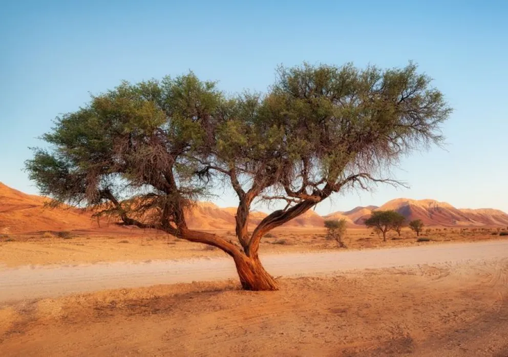 Hallan millones de árboles en el desierto de Sahara
