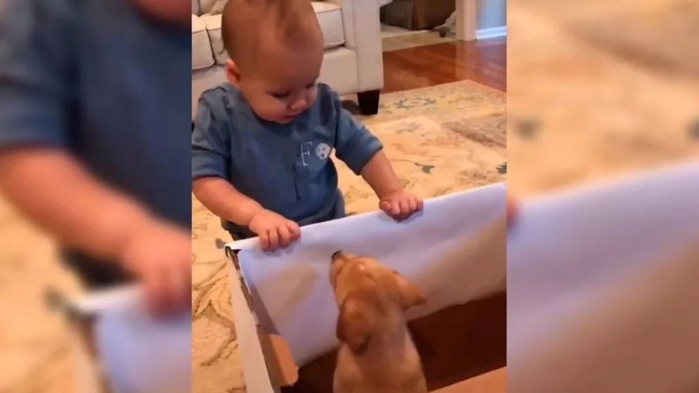 Viral: conmovedora y divertida reacción de un bebé al ver un cachorro