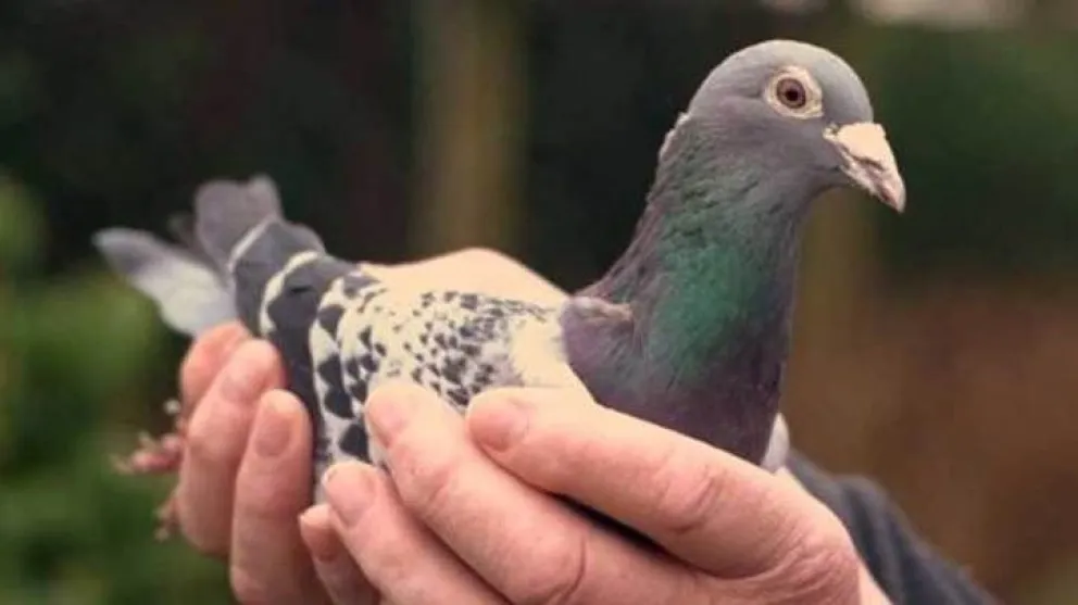 Subastan una paloma mensajera en  US$ 1,9 millón