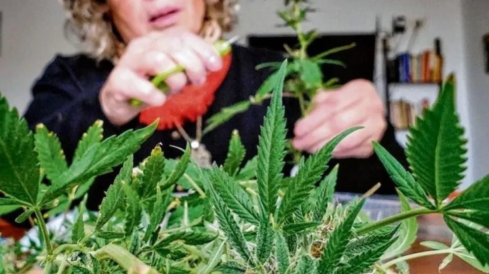 Cannabis medicinal: la reglamentación "pone en valor algo que ya estaba pasando"