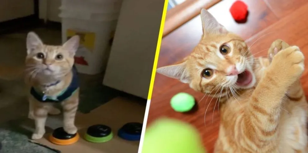 Conocé a Kyo, el gato que se comunica con sus dueños y hasta los insulta