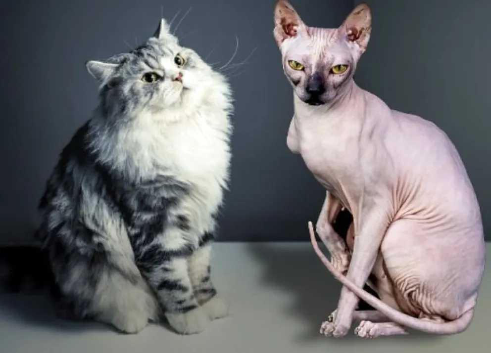 Estos son los 6 gatos más caros del mundo