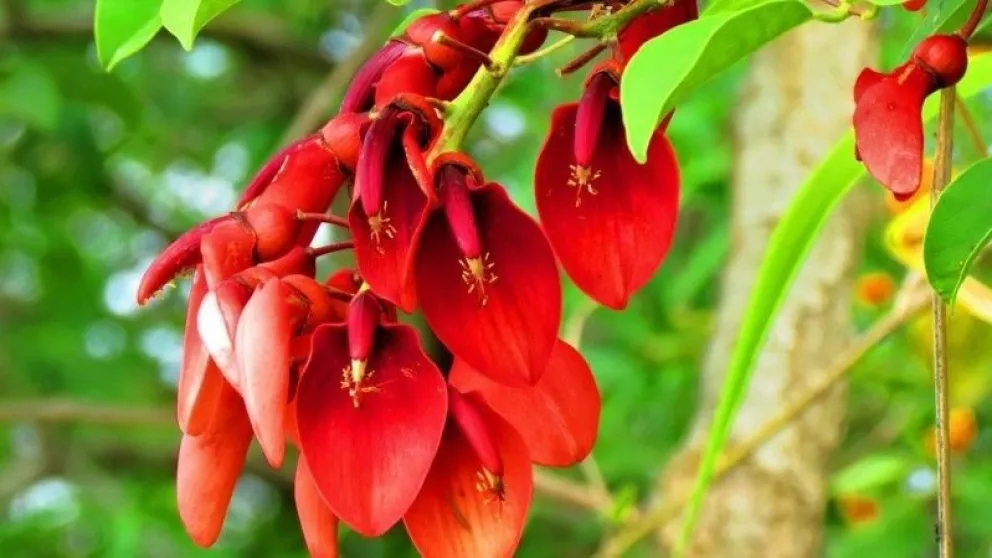 ¿Sabés por qué el ceibo es la flor nacional?