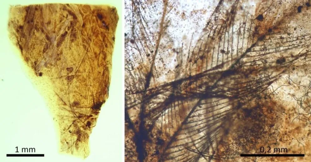 Científicos españoles hallan los pelos de mamífero más antiguos del mundo