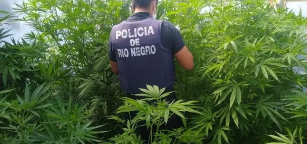 Detuvieron a un hombre que tenía 50 plantas de marihuana en su casa