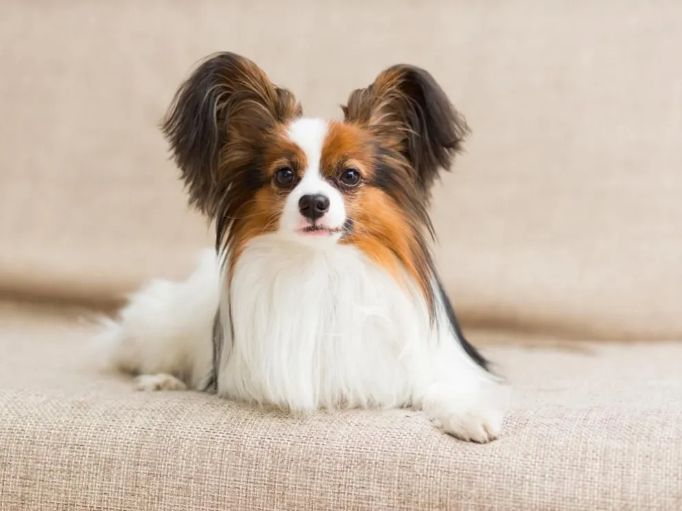 Conocé las 7 razas de perros más fáciles de adiestrar