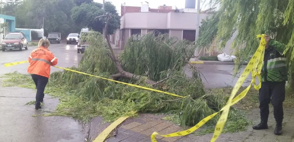 El temporal provocó caída de árboles en la calle y en El Cóndor hubo un apagón