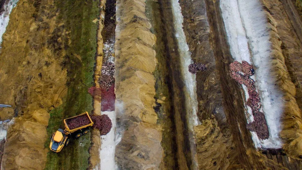 Horror: los cadáveres de visones sacrificados en Dinamarca salen a la superficie