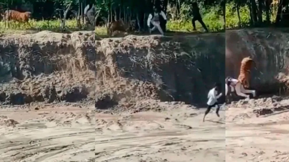 Terror en India: un tigre de bengala atacó una aldea y causó desesperación