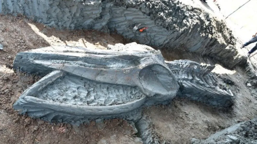 Hallan el esqueleto casi intacto de una ballena de hace al menos 3.000 años