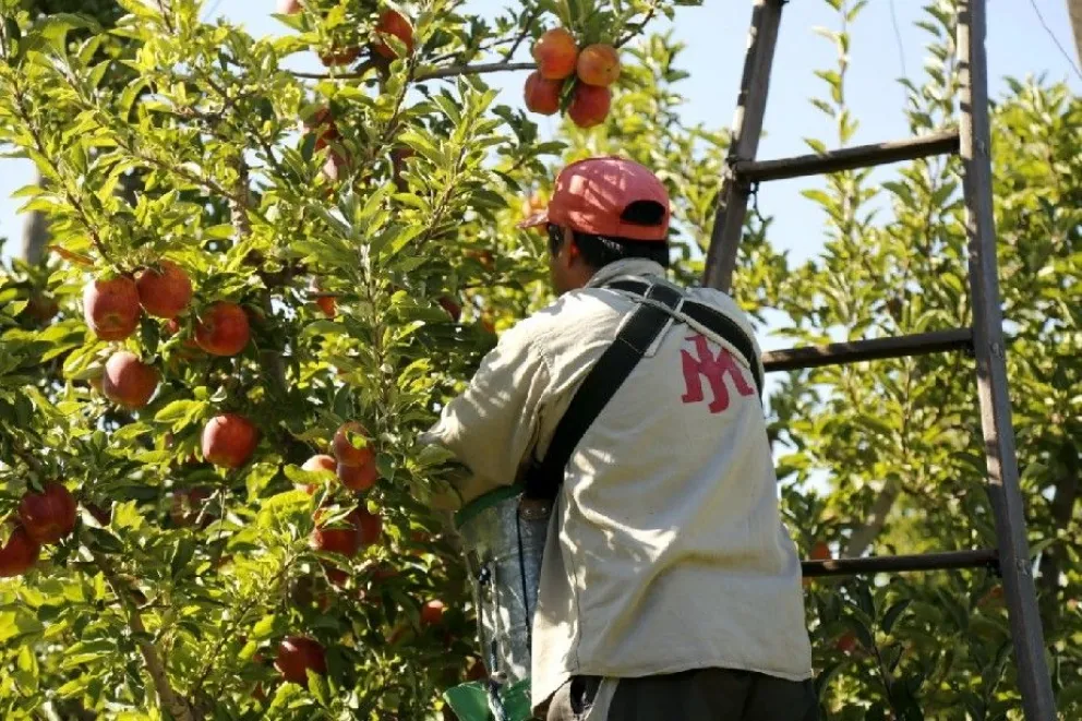 Productores piden modificar los protocolos para los trabajadores golondrinas