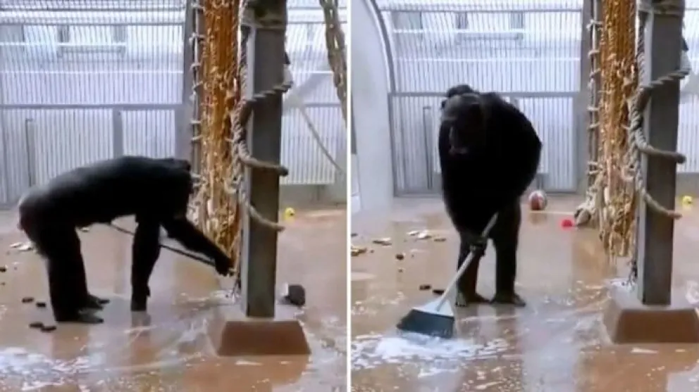Un chimpancé encuentra una escoba y se pone a limpiar