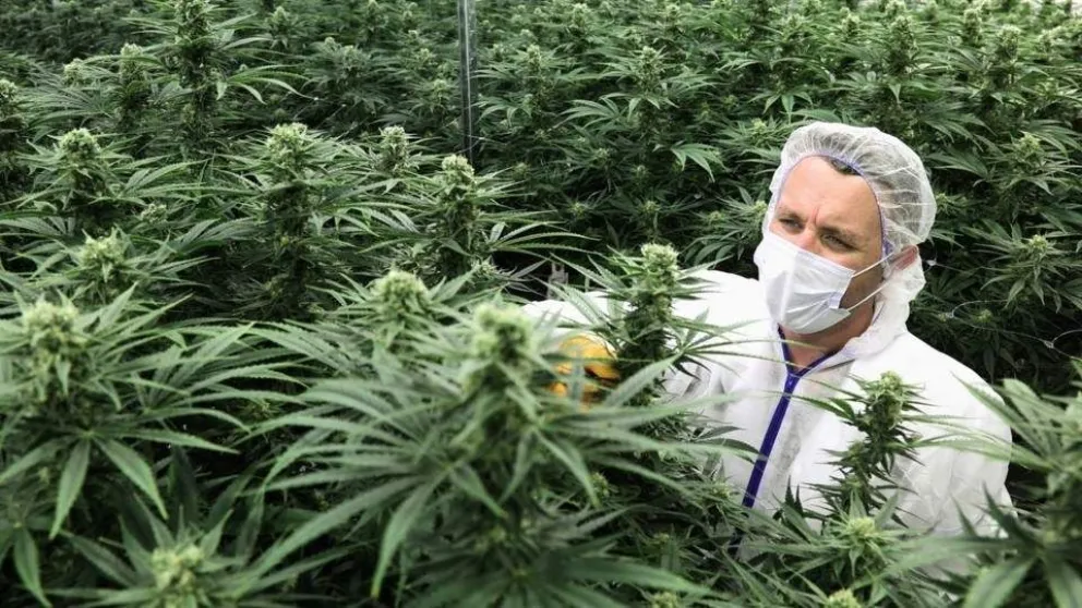 La ONU reconoce oficialmente las propiedades medicinales del cannabis