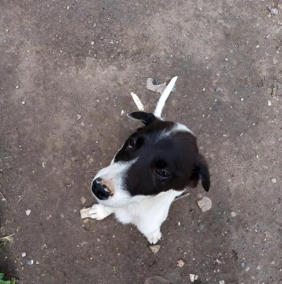 Ellos también sufren: abandono animal en tiempos de pandemia