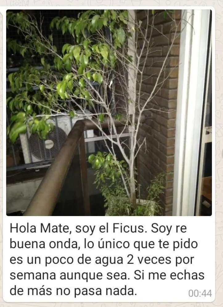 Las insólitas recomendaciones para que le cuiden las plantas mientras no está