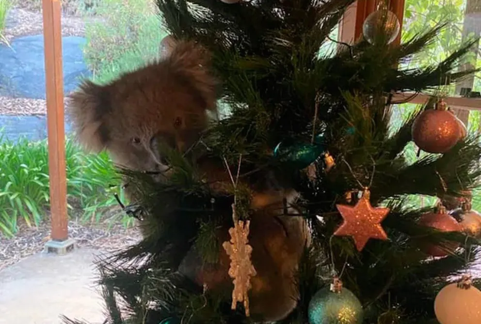 Llegaron a la casa y encontraron un koala en el arbolito de Navidad