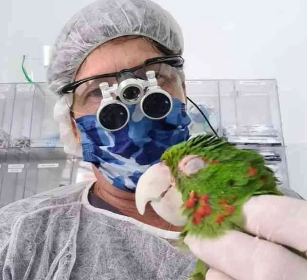 Reconstruyen el pico a un loro que no podía comer ni comunicarse