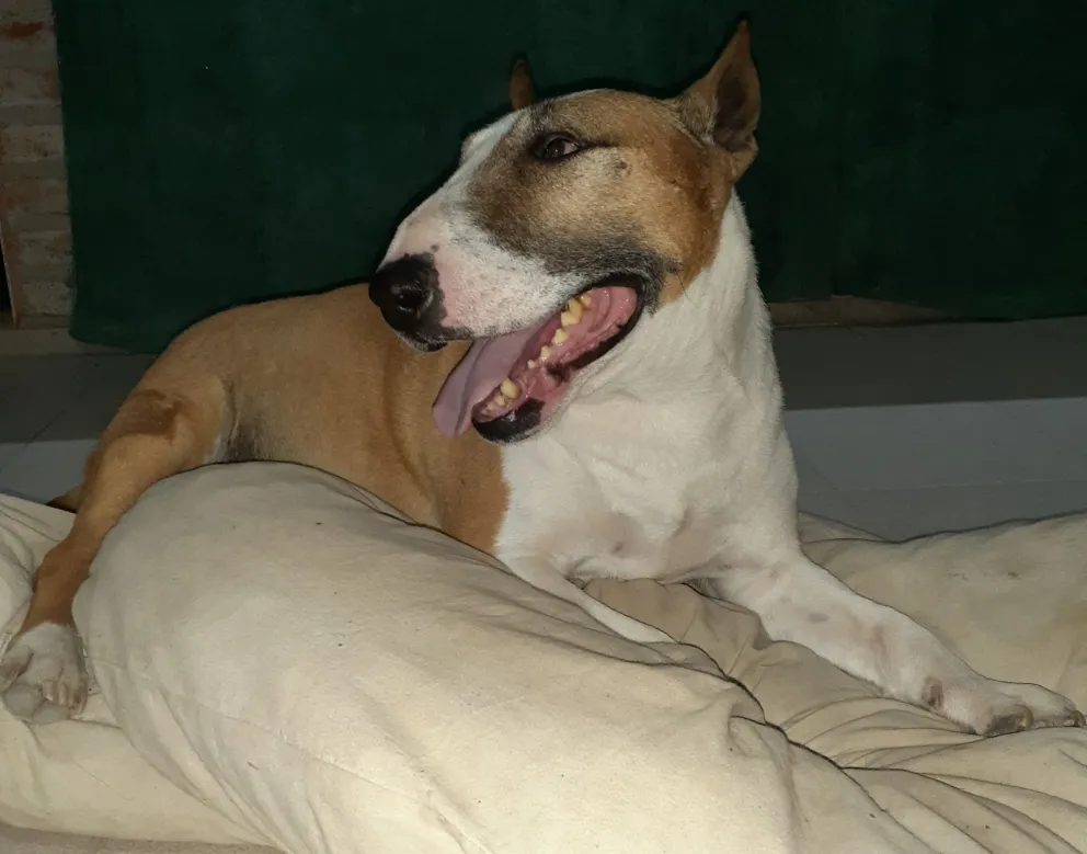 Cómo proteger a las mascotas durante los días de calor