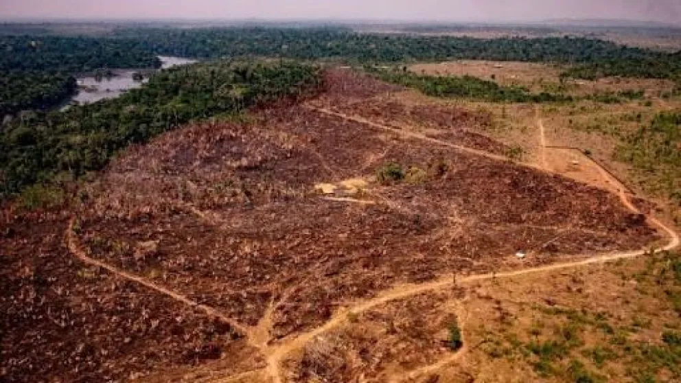 El Amazonas perdió el 8% de su territorio por la deforestación