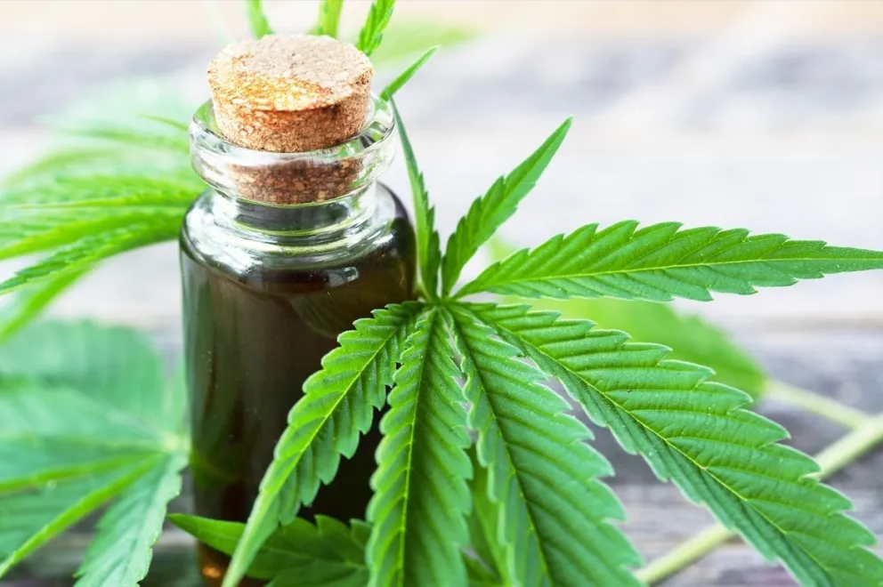 Autocultivo con fines medicinales es ley en Fernández Oro