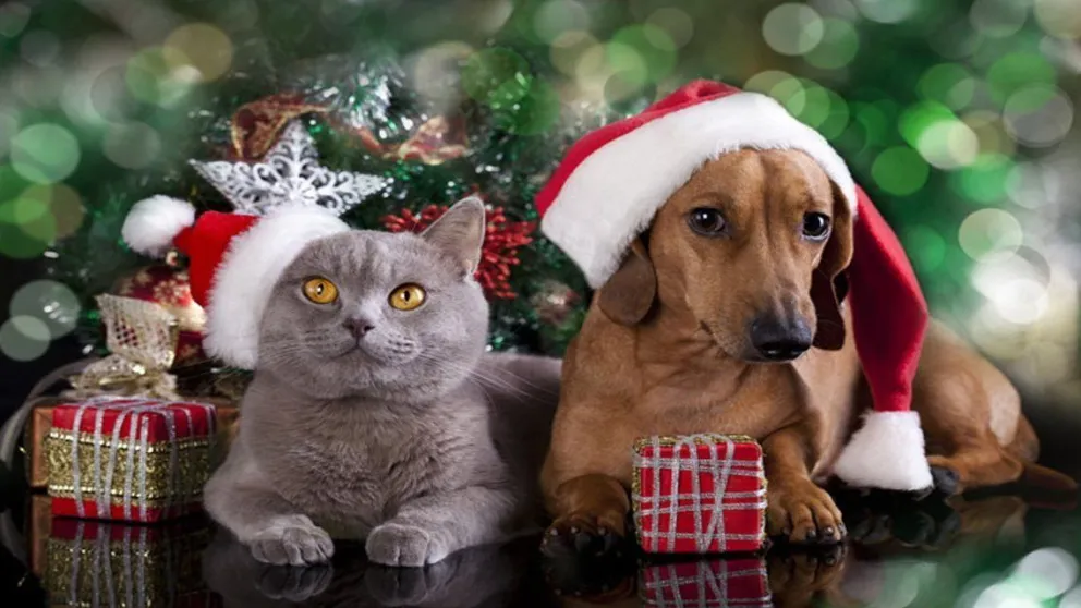 Fiestas: consejos de seguridad y bienestar para proteger a nuestras mascotas