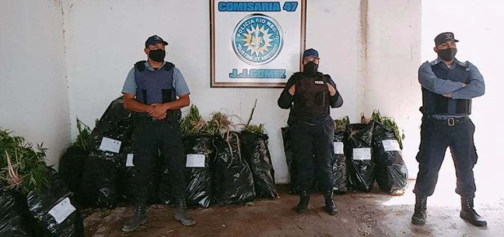 Secuestraron más de 500 plantas de marihuana en General Roca