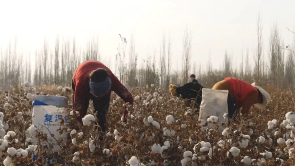 El algodón de China: la evidencia de trabajo forzoso en la industria de la moda