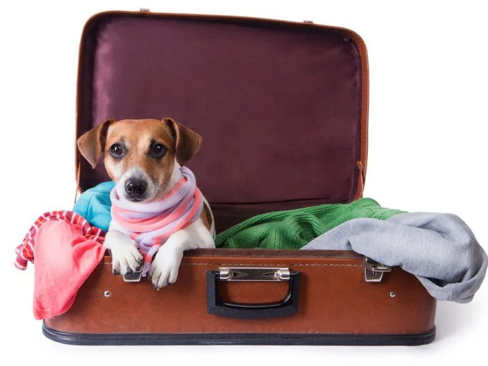 Todo lo que tenés que saber antes de salir de vacaciones con tu mascota
