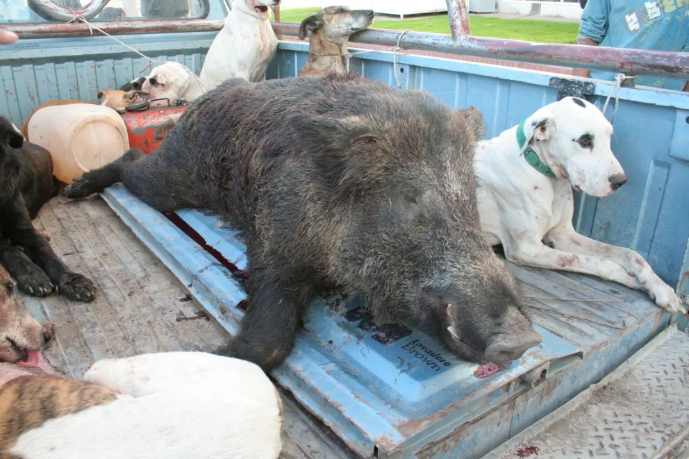 El jabalí: Transformar una especie invasora en una oportunidad de negocio