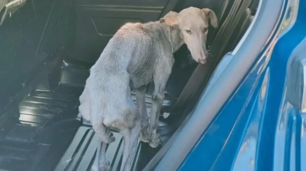 Indignante: criaba perros para peleas clandestinas y los rociaba con nafta
