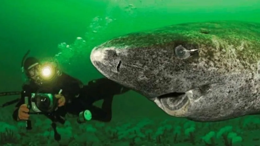 El animal más longevo del mundo nació en 1505 y vive en Groenlandia